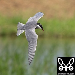 夏羽のクロハラアジサシ。数羽の群れでした。