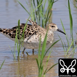 エリマキシギのメス。まだ冬羽が目立ちます。