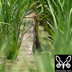 こちらは2羽でいたアカガシラサギ。冬羽を残していました。