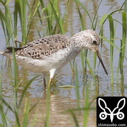コアオアシシギは夏羽に変わりつつありますが、まだ冬羽を残しています。