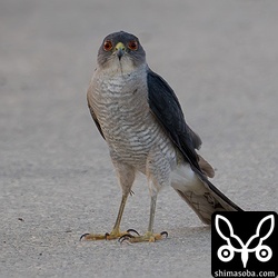 この田んぼによく現れる若い個体で、警戒心は全くありません。朝と夕によく出没します。