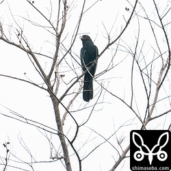 100メートルぐらい離れてのオニカッコウ。近くにヒヨドリも止まっており、オニカッコウの大きさが際立っていました。日本産のカッコウ科で最大の体格を誇るだけあり、オサハシブトガラスと同大でした。