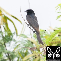 田んぼに現れたオウチュウ。旧羽を多く残している個体です。第1回夏羽へ移行中でしょうか。
