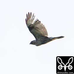 自宅上空を通過したノスリ。獲物をとったばかりのようで、のど元が膨らんでいます。