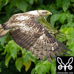 力強く羽ばたくカンムリワシの幼鳥。救護されてから1カ月半での放鳥となりました。