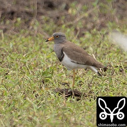 石垣島では数少ないケリが到着。ちょっと疲れた様子でした。