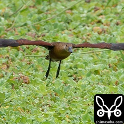 ファームウェアのヴァージョンを2系にしてからAFのフリーズに悩まされるα1ですが、この時はしっかり追尾。貴重なリュウキュウガモの飛翔写真を量産することができました。^^