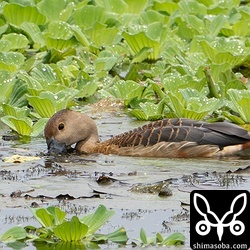 水中にある水草か藻類のようなものを食っていました。