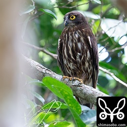 アオバズクのメス。巣の近くで見張り。