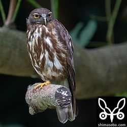 上の個体とペアのオス。道を挟んでウオーキングの人から手が届きそうなところに陣取って見張りをしています。