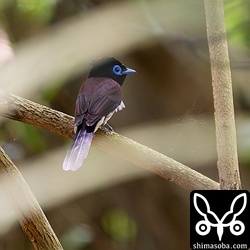 上の個体とペアのオス。尾羽が短いタイプでした。
