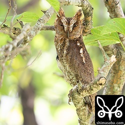 リュウキュウコノハズクのオス。ここの巣からは、6月中旬にはヒナが巣立つと思われます。