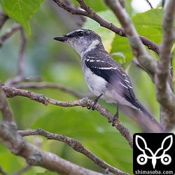わが家の玄関からリュウキュウサンショウクイの幼鳥を撮影。巣は分かりませんでしたが、毎年、近所で繁殖しています。