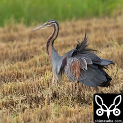 上の個体と対峙するムラサキサギ。羽を膨らませて距離を詰めていました。