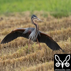 翼を広げてほかの個体を威嚇するムラサキサギ。逃げ腰でした。