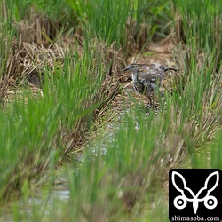 最初は、こんな見づらいところにいましたが、しばらくすると代掻き後の田んぼへ移動しました。