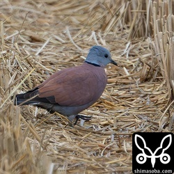 上の個体と一緒にいた個体。頭部の羽毛が常時、立ったままでした。