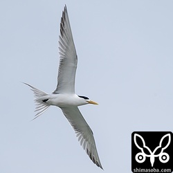 オオアジサシは風向きがいいと目の前を飛び回ってくれます。