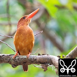 巣穴を見上げるアカショウビンのオス。観察しやすい場所に巣穴を掘っていました。