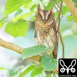 目線の高さにいたリュウキュウコノハズクのオス。