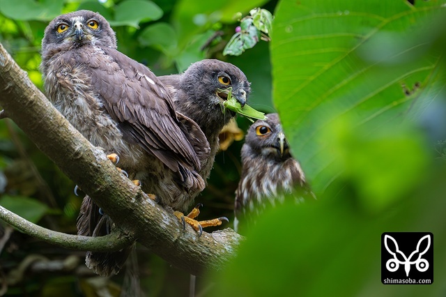 リュウキュウアオバズク