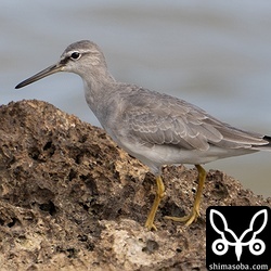 キアシシギはぼちぼち滞在中。