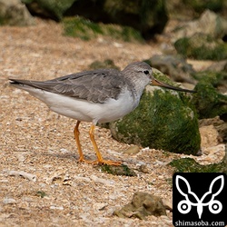 数少ないソリハシシギ。繁殖地の状況が悪いのか渡りのコースが変わっているのか…。