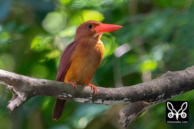 リュウキュウアカショウビン