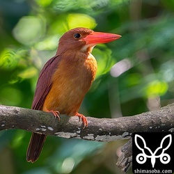 巣穴掘り作業中のアカショウビン。