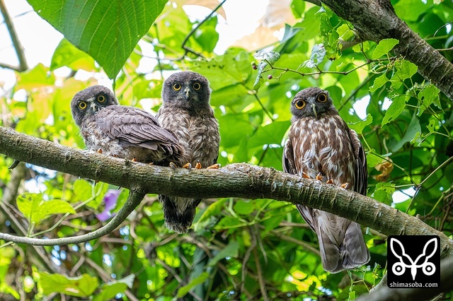 リュウキュウアオバズク