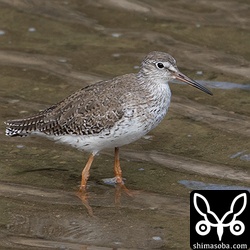 単独でいたアカアシシギ。
