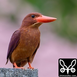 お隣さんの倉庫に止まるアカショウビン。後ろの赤い瓦はわが家の屋根。^^ 餌をとりに毎日、オス個体がやってきます。