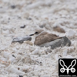近くではシロチドリも抱卵中。