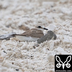 シロチドリも怯えながらなんとか抱卵。かなりのストレスがかかっていると思われます。