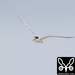 鳥よけが怖くて降りれず、警戒の鳴き声を上げながら上空を舞うコアジサシ。