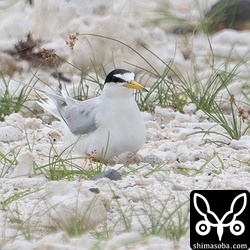 メスの腹の下には卵が二つ見えます。ほかにもいくつか抱卵中の巣があったのですが、見ている限りは鳥よけを恐れて巣に戻れないようでした。