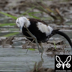 大きな足を使って器用にかいていました。