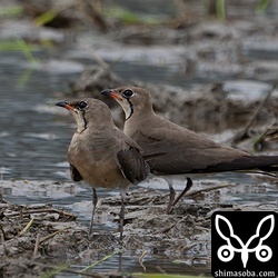 どこかで子育て中だと思われるツバメチドリ。