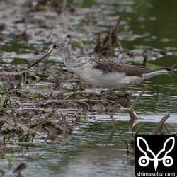 アオアシシギも2羽ほど。