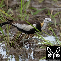 稲刈りの終わった田んぼを歩き回りながら小さな巻貝などを食っていた。