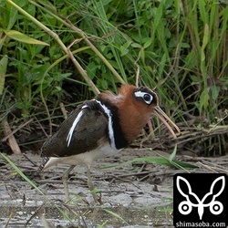 タマシギのメスは頻繁にさえずっていました。