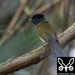 低い枝を伝って移動していたリュウキュウサンコウチョウのメス。子育て中だと思われますが、詳細は不明です。