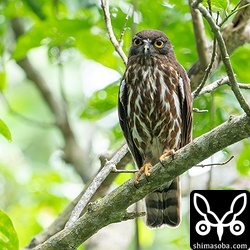 リュウキュウアオバズクのオス。アオバズクはすでに `巣立った <https://shimasoba.com/blog/2373/>`_ ところもありますが、最盛期は7月に入ってからです。