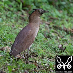 ズグロミゾゴイのメス。