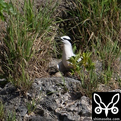 抱卵中のエリグロアジサシ。腹の下に卵が二つ見えます。