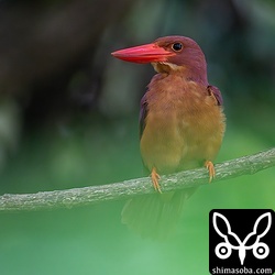 水浴び後のリュウキュウアカショウビン。