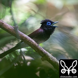 リュウキュウサンコウチョウのオス。
