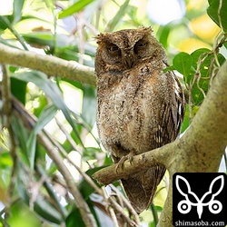 リュウキュウコノハズクのオス。2年連続で同じ場所で繁殖の個体。