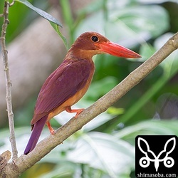 自宅からアカショウビン。子育て中のようで、餌を取ると林内へ飛んで行きました。