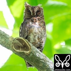 近くで見張るメス親。